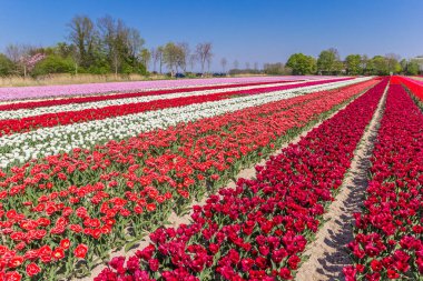 Colorful field of dutch tulips in the springtime in The Netherlands clipart
