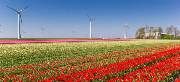 Panorama Barevných Tulipánových Polí Větrných Turbín Noordoostpolder Holandsko — Stock fotografie