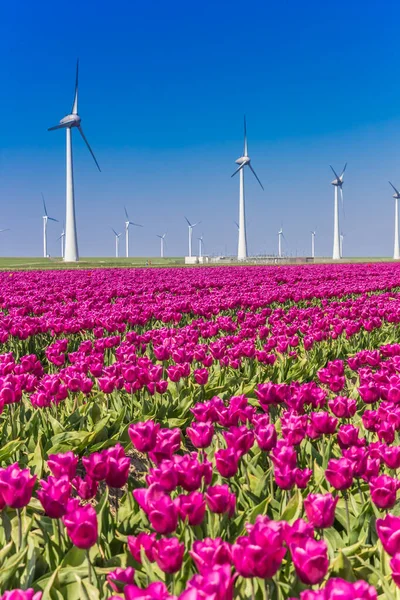 Panorama Větrných Turbín Fialových Tulipánů Noordoostpolderu Holandsko — Stock fotografie