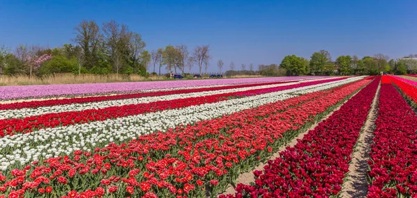 Panorama Van Een Kleurrijk Veld Van Tulpen Het Voorjaar — Stockfoto