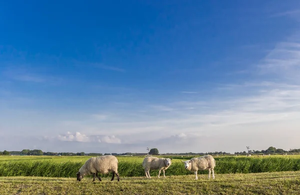 White Sheep Dike Garnwerd Netherlands — Stock Photo, Image