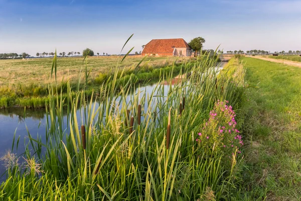 Cattail Plants Front Small Farm Groningen Netherlands — Stock Photo, Image