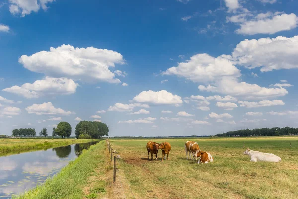 Koeien Wei Bij Dwingelerstroon Drenthe Nederland — Stockfoto