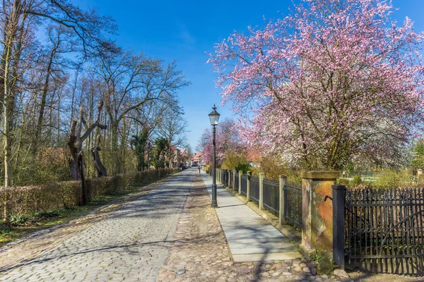 Стара Дорога Cobblestoned Весняного Цвітіння Rheda Wiedenbruck Німеччина — стокове фото