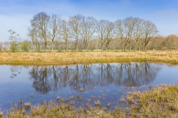 Pequeño Estanque Que Refleja Árboles Reserva Natural Wildemerk Países Bajos —  Fotos de Stock