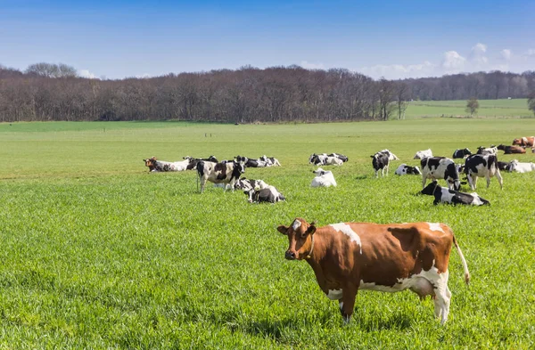 Brown Holstein Cow Standing Hills Gaasterland Netherlands — Stock Photo, Image