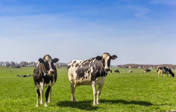 Black White Holstein Cows Hills Gaasterland Netherlands — Stock Photo, Image