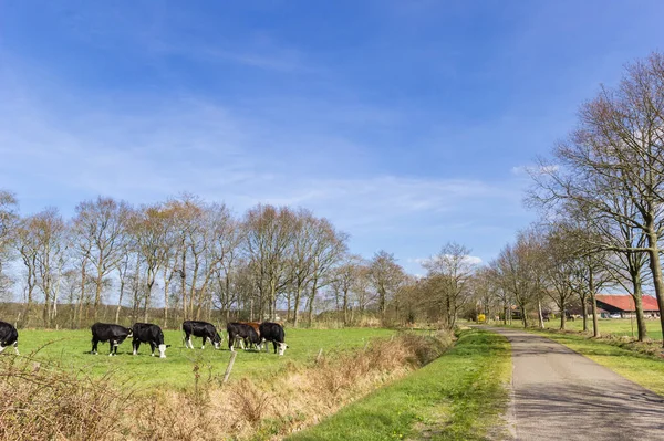 Landsväg Med Kor Ängen Gaasterland Nederländerna — Stockfoto