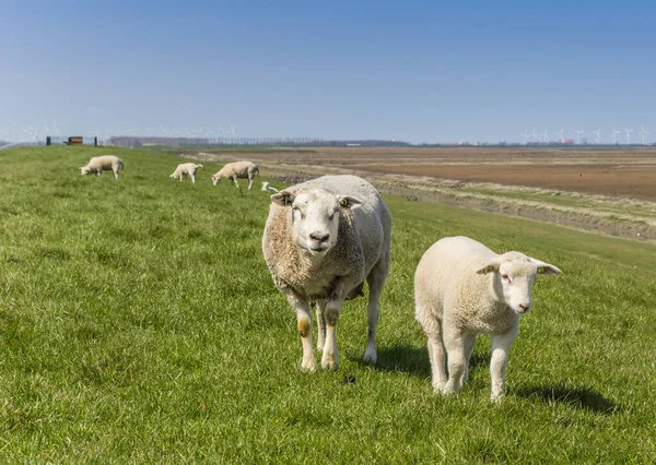 Mother sheep and little lamb on a dike in Groningen, Netherlands