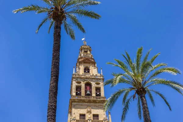 Palmer Och Klockstapel Moskén Katedralen Cordoba Spanien — Stockfoto