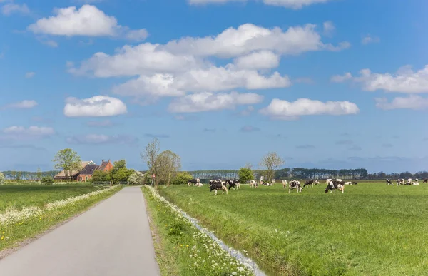Narrow country road with cows and a farm near Groningen, Holland