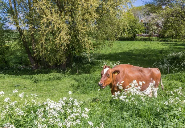 Brown Holstein Cow Eating Cow Parsley Groningen Netherlands — Stock Photo, Image