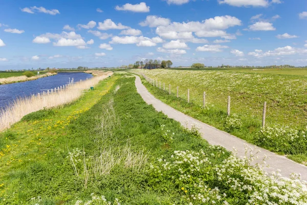 Cow Parsley Reitdiep River Landscape Groningen Holland — Stock Photo, Image
