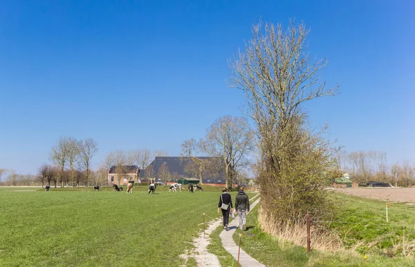 Люди Йдуть Полю Коровами Гронінгені Нідерланди — стокове фото