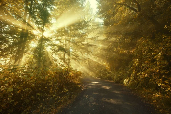 Rayons de soleil dans une forêt d'automne dorée — Photo