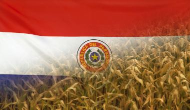 Paraguay Nutrition Concept Corn field with fabric Flag clipart