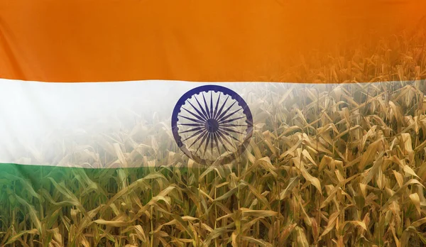 Indie výživa koncept kukuřičné pole s tkaninou vlajky — Stock fotografie