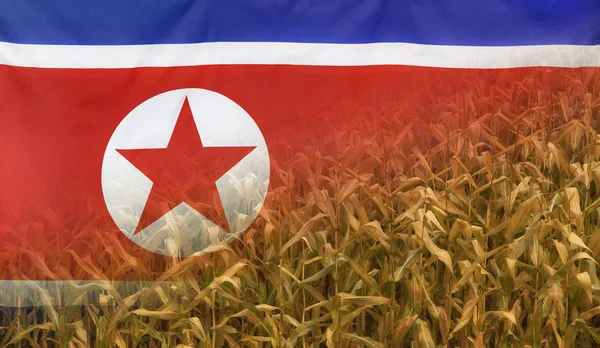 Conceito de Nutrição da Coreia do Norte Campo de milho com tecido Bandeira — Fotografia de Stock