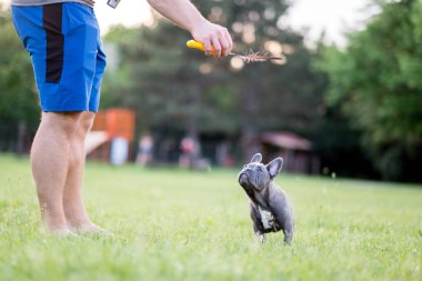 Köpek baharda çimlerin üzerinde küçük bir köpek yavrusuyla oynuyor.