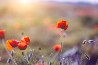 Gün batımında haşhaş fotoğrafı