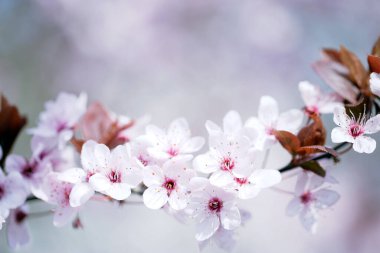 beyaz çiçekli kiraz ağacı dalının resimsel görüntüsü 