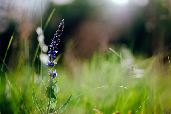 Vintage-Foto von Wildblume in suset — Stockfoto