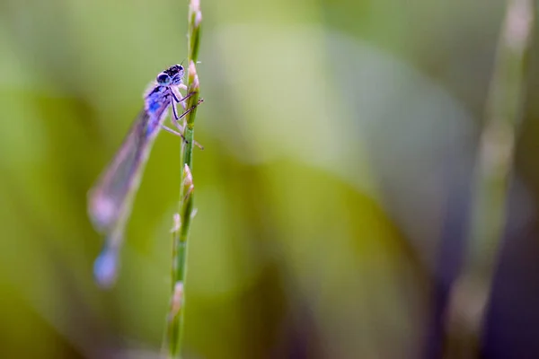 Винтажное фото стрекозы на диком цветке — стоковое фото