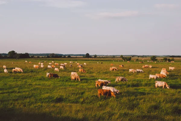 Troupeau de vaches avec fond de montagnes enneigées — Photo