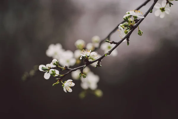 Picturesque View Cherry Tree Branch Blooming White Flowers — Stock Photo, Image