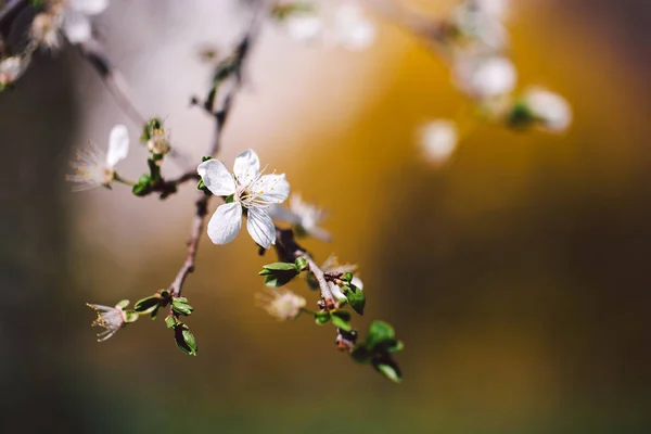 樱桃树枝条 开着一朵白花 风景如画 — 图库照片