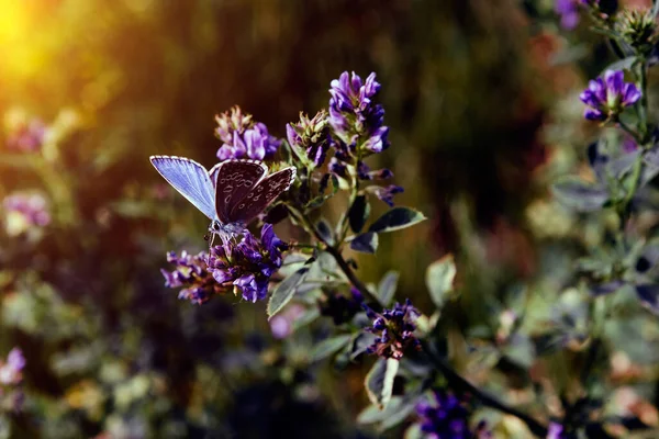 Flores Bonitas Jardim — Fotografia de Stock