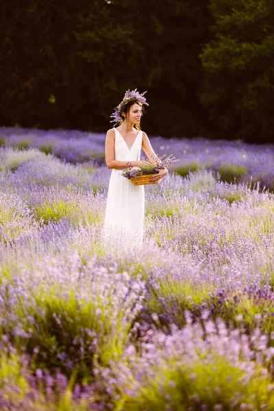 白いドレスを着た美しい女性が畑でラベンダーの花を集めてる — ストック写真