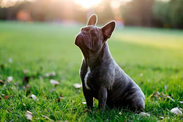 Schwarze Französische Bulldogge Park — Stockfoto