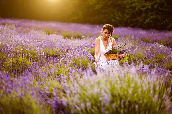 Vacker Kvinna Vit Klänning Samla Lavendel Blommor Fältet Vid Solnedgången — Stockfoto