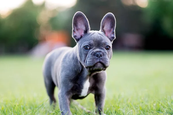 Niedliche Französische Bulldogge Welpe Entspannt Auf Der Wiese — Stockfoto