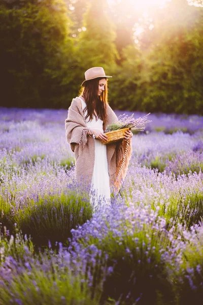Schöne Frau Weißen Kleid Sammelt Lavendelblüten Auf Dem Feld Bei — Stockfoto