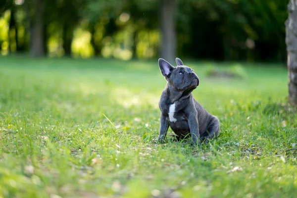 Niedliche Französische Bulldogge Welpe Entspannt Auf Der Wiese — Stockfoto