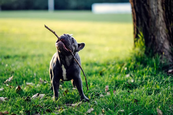 Zwarte Franse Bulldog Park — Stockfoto