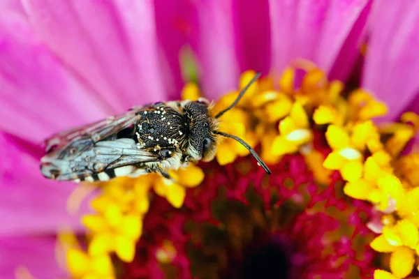 Tiro Macro Uma Mosca Uma Flor — Fotografia de Stock