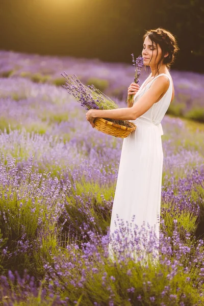 Όμορφη Γυναίκα Λευκό Φόρεμα Συλλογή Λεβάντα Λουλούδια Στον Τομέα Κατά — Φωτογραφία Αρχείου