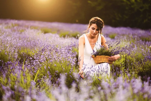 白いドレスを着た美しい女性が畑でラベンダーの花を集めてる — ストック写真