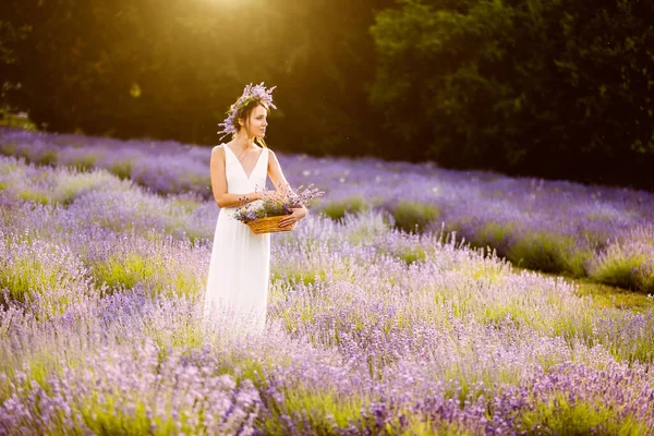 Bella Donna Abito Bianco Raccolta Fiori Lavanda Sul Campo Tramonto — Foto Stock