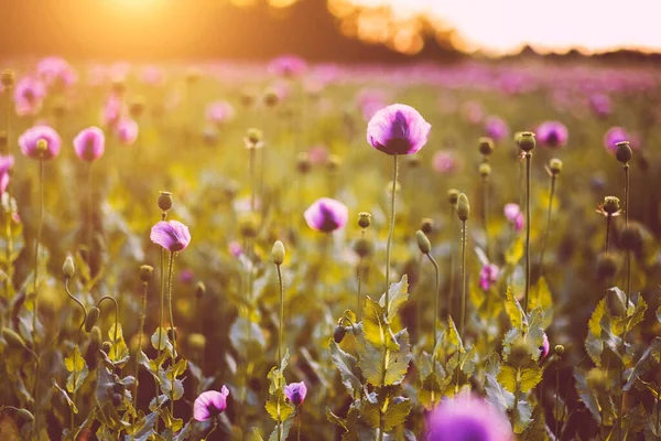 Beautiful Summer Field Blooming Flowers — Stock Photo, Image