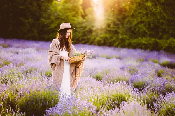 白いドレスを着た美しい女性が畑でラベンダーの花を集めてる — ストック写真