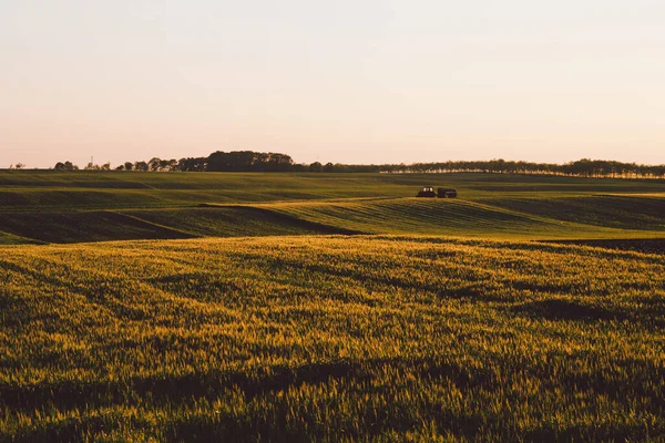 Güneş Buğday Tarlasında Gün Batımı — Stok fotoğraf