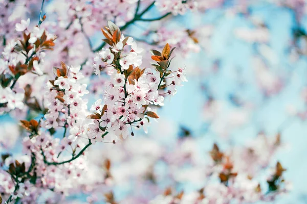 Pittoresk Uitzicht Kersenboom Tak Met Bloeiende Witte Bloemen — Stockfoto