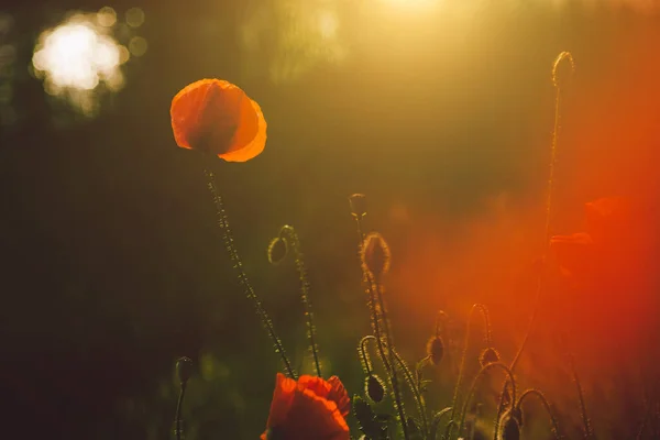 Foto vintage di papaveri al tramonto — Foto Stock