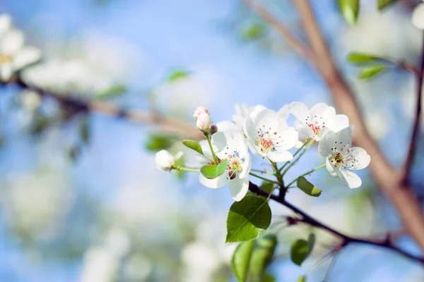 Pittoresk Uitzicht Kersenboom Tak Met Bloeiende Witte Bloemen — Stockfoto