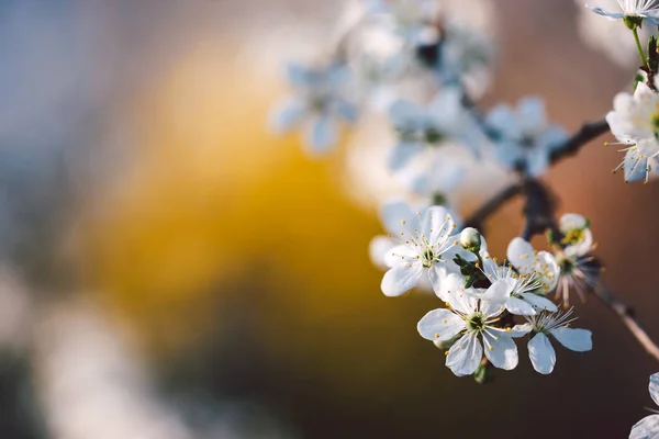 Pittoresk Utsikt Över Körsbärsträd Gren Med Blommande Vita Blommor — Stockfoto