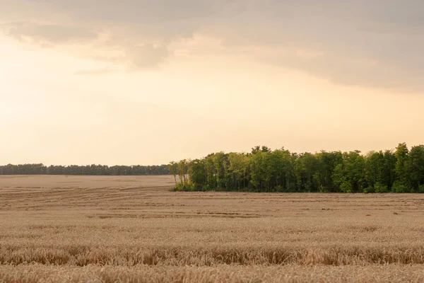 Vintage photo of wheat — Stock Photo, Image